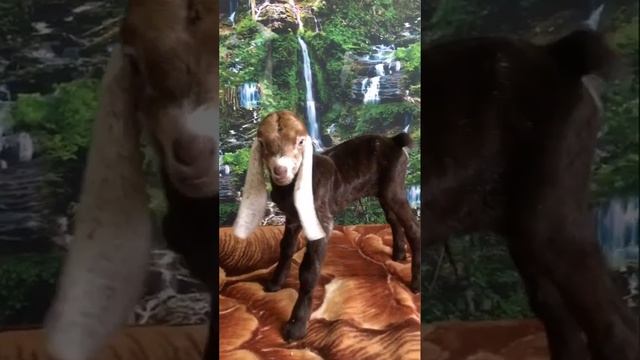 Козочки породы камори. 75% камори 25% англо-нубийской крови. Продажа. г Ижевск. смотреть онлайн