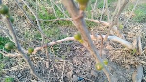 ИНЖИР. КАКИЕ БЫВАЮТ ФОРМИРОВКИ КУСТА, ИХ ПЛЮСЫ И МИНУСЫ.