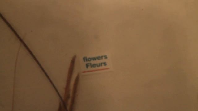 DAY AT THE MUSEUM!!! (Royal Ontario Museum) смотреть онлайн