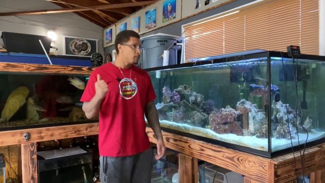 Basic Marine Setup : Filtration, Flow, Skimmers. смотреть онлайн