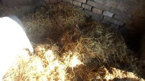 Свиньи вьетнамской породы ,условия содержания зимой.