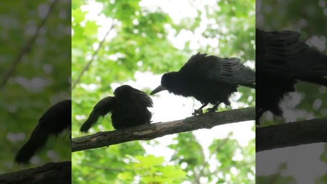 Птенец грача требует еду #Shorts смотреть онлайн