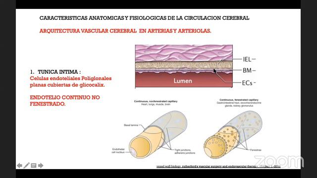 Fisiología del sistema vascular cerebral - Yovany Capacho, MD смотреть онлайн