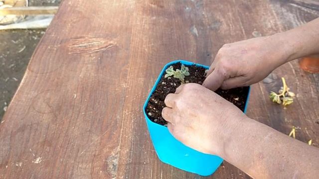 AEONIUM LİNDLEYİ BAKIM ÜRETİMİ смотреть онлайн