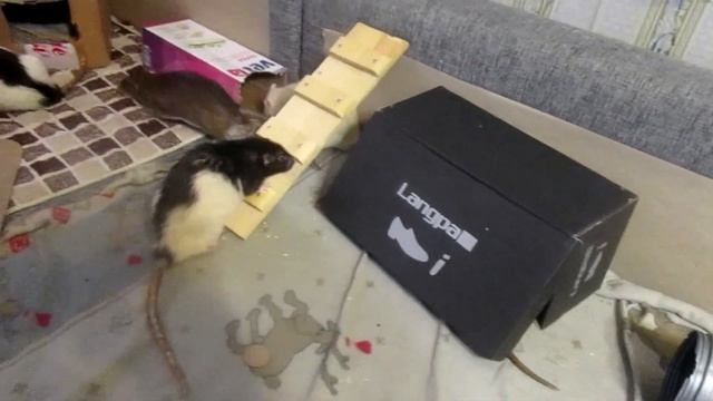 Память | Булочка, пасюк и "НЕгрызучие" крысы. (Wild Rats, Fancy Rats | Дикие и Дек. крысы) смотреть онлайн