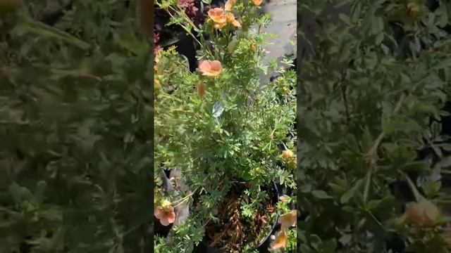 Лапчатка кустарниковая Танжерин. #огород #сад #топ #рекомендации #многолетки #плодовые смотреть онлайн