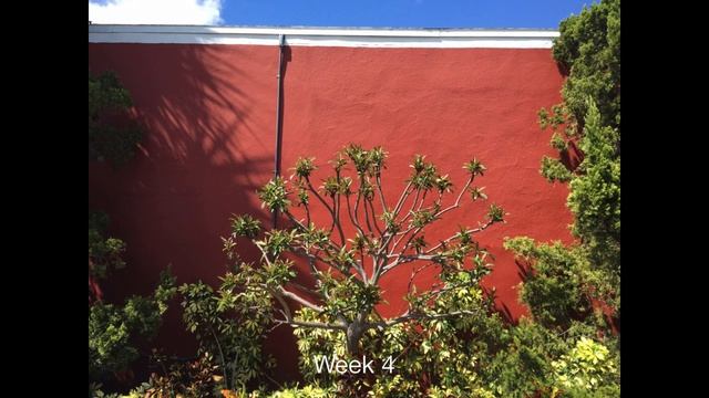 Jatropha Hard Pruning смотреть онлайн