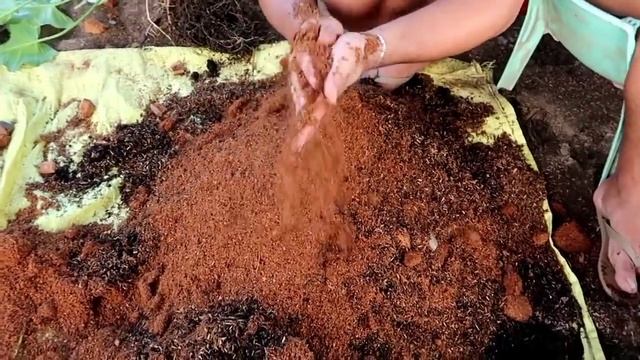 Propagating Philodendron "Daeng Amporn" And "Variegated Fiddle Lime" | Mark Lasaca смотреть онлайн