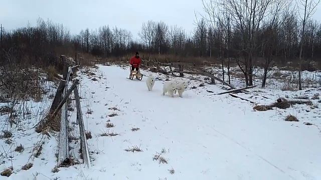 Собачья упряжка. Самоеды белые собаки севера. смотреть онлайн