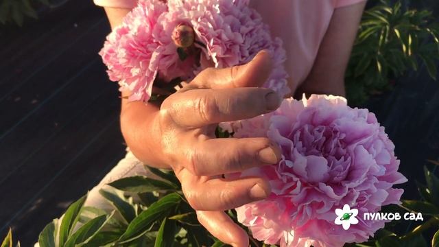 Подарок цветоводам пион. Пулков сад (2022 г) смотреть онлайн