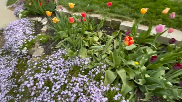 How to get tulips to come back year after year смотреть онлайн