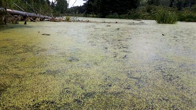 Болотная Ряска Няша, Нехлюдов рукав смотреть онлайн