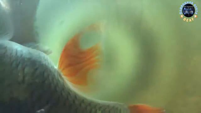 DEAF ПОДВОДНАЯ ОХОТА 1ИЮЛЬ 07/2019 река ДЕСНА смотреть онлайн