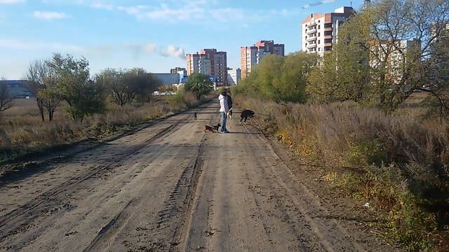 Бугай Алабай УЛААНБААТАРу 1ГОД 07.10.17 смотреть онлайн