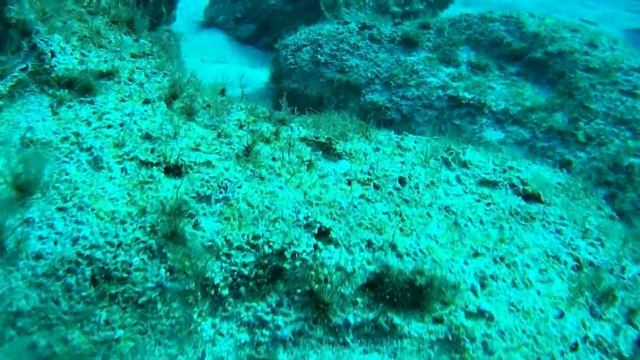 Анемон. Актиния или морской цветок. смотреть онлайн