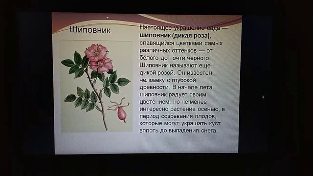 Цветоводство. Тема урока: "Кустарники для озеленения в местных условиях" смотреть онлайн