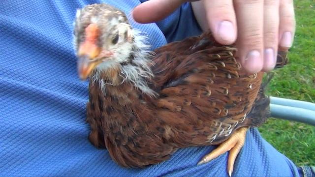 Прикольная маленькая курочка смотреть онлайн