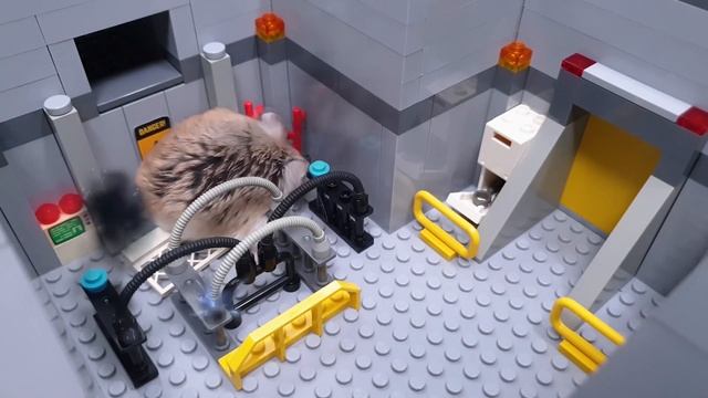 Major Hamster is an ESCAPE MASTER - Real life pet hamster escape stories смотреть онлайн