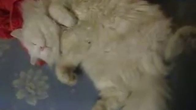спят усталые игрушки смотреть онлайн