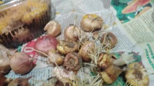 ПРОВОРОНИЛА луковицы в ХОЛОДИЛЬНИКЕ. А теперь ЧТО делать?