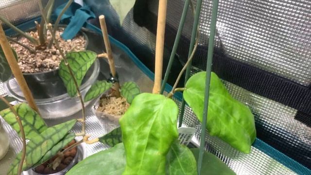 Hoya Grow Tent Updates! смотреть онлайн