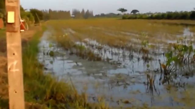 Ловля сома Вьетнам смотреть онлайн