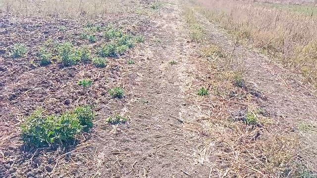 Влог. Об учёбе и планах. смотреть онлайн