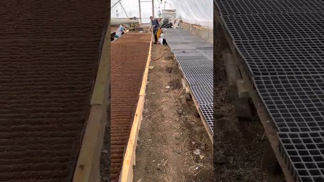 Посев перца геркулес на стелажы смотреть онлайн