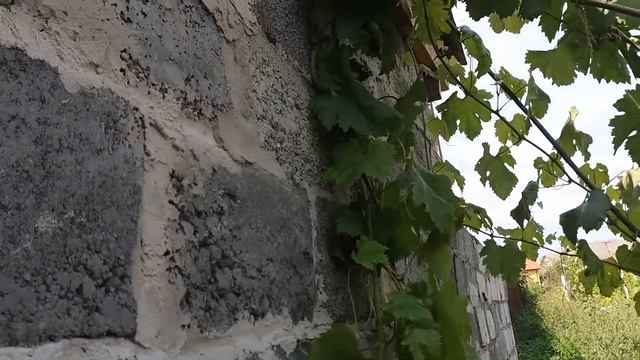 інтенсивне вирощування винограду смотреть онлайн