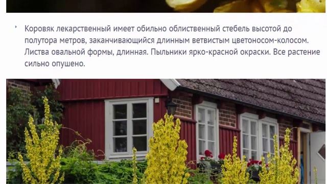 Коровяк (вербаскум). Разные виды. Лекарственное растение или украшение клумбы. смотреть онлайн