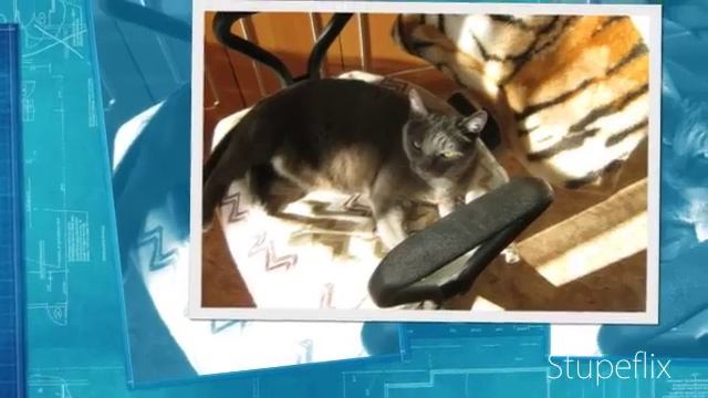 Кот балдеет от солнца. А мне дарят розы. смотреть онлайн