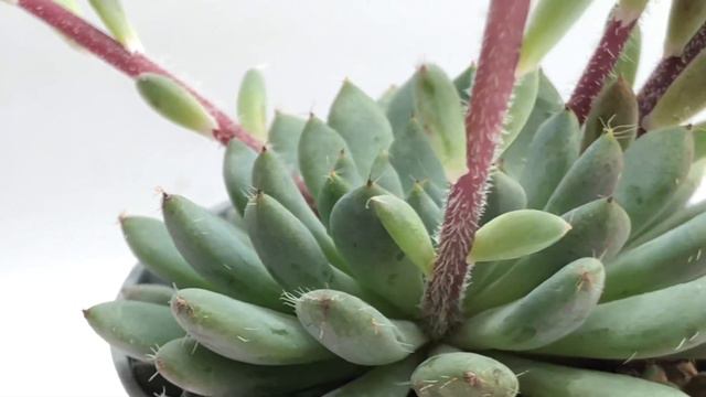 Echeveria setosa var. rundelli смотреть онлайн