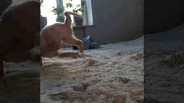 Crazy curly cat / Сумасшедшая кудрявая кошка /devon rex / порода - Девон рекс смотреть онлайн