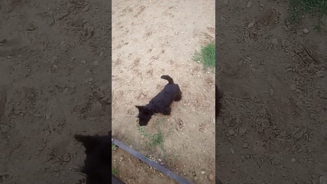 СКОТЧ ТЕРЬЕР смотреть онлайн