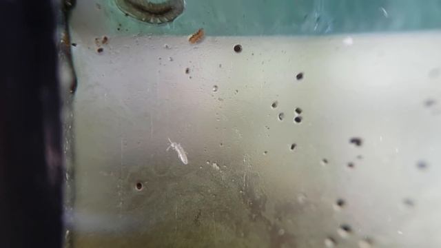 Paludarium Ecosphere - 4 month update - Thousands of Isopods! смотреть онлайн