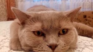 Наш котейка