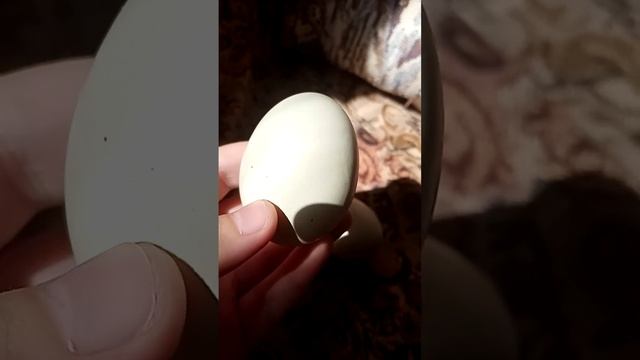 Вы просили, я снимаю. Яйца кур доминантов GS 459 и GS 300 смотреть онлайн