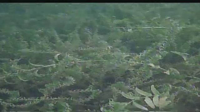 Пляжный поиск под водой с пинпоинтером смотреть онлайн