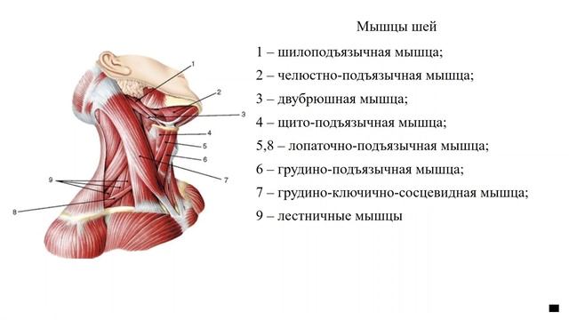Юниор. Биология 8 класс Тема 4 смотреть онлайн