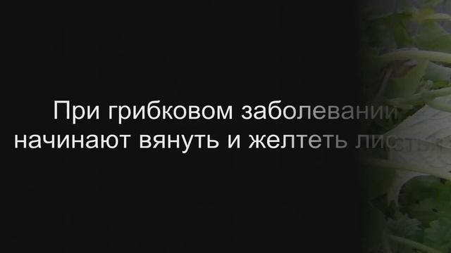 Как отличить вредителей на огурцах от грибковых заболеваний смотреть онлайн