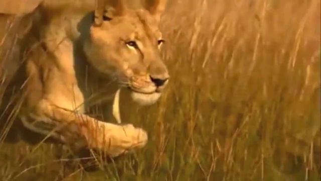 Epic Animal Compilation смотреть онлайн