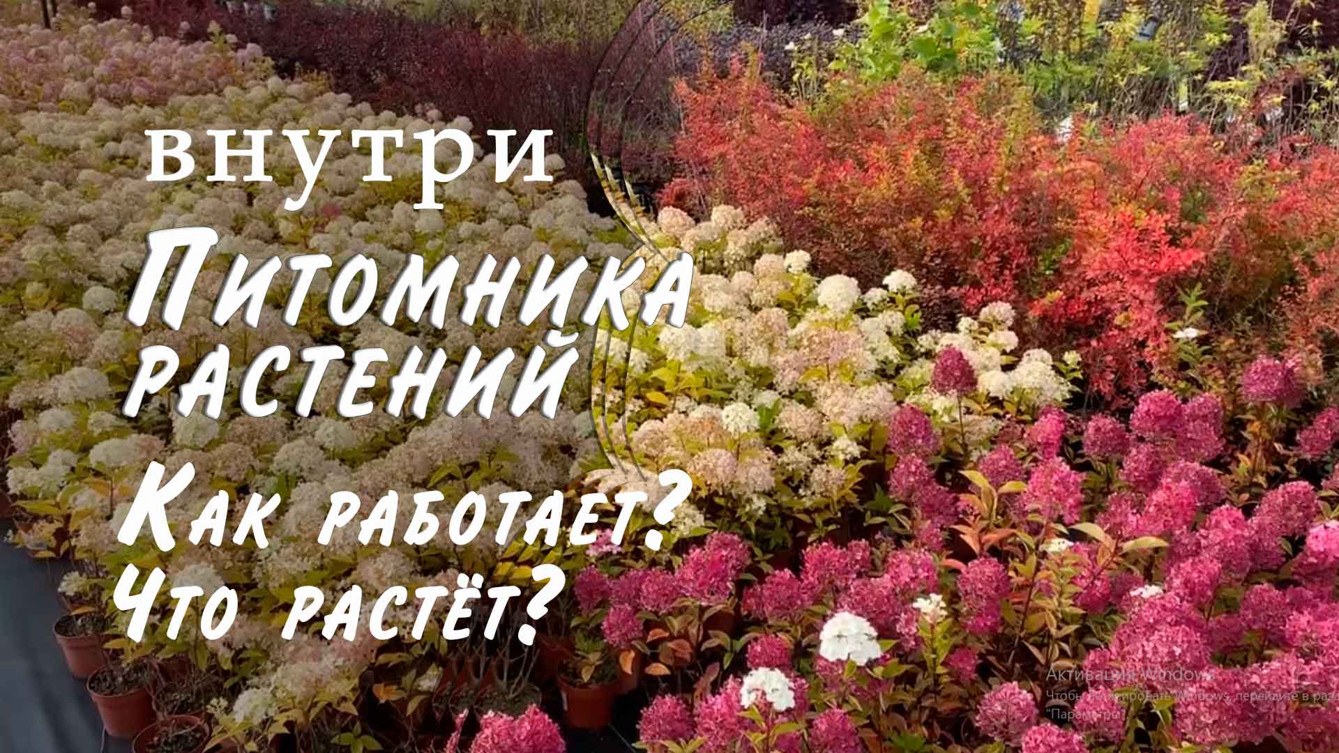 Прогулка по питомнику растений. Питомник саженцев гортензий и посадочного материала смотреть онлайн