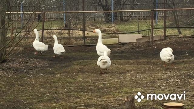 Гусям развлечение- нам на удивление/Гуси, Утки, Индюки на хозяйстве смотреть онлайн