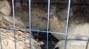 Породы перепелов. Феникс Золотистый