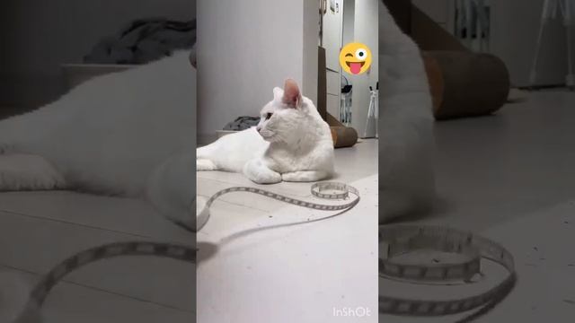 Funny Animals ?hub,funny Animals Club Youtube, ?, Funny Animals Dancing ??, Funny Animals Fighti