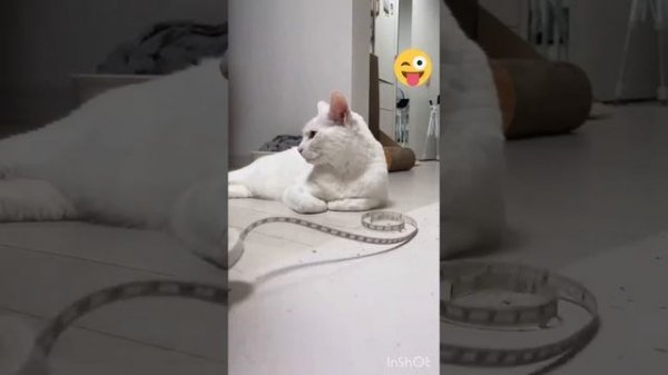 Funny animals ?hub,funny animals club youtube, ?, funny animals dancing ??, funny animals fighti