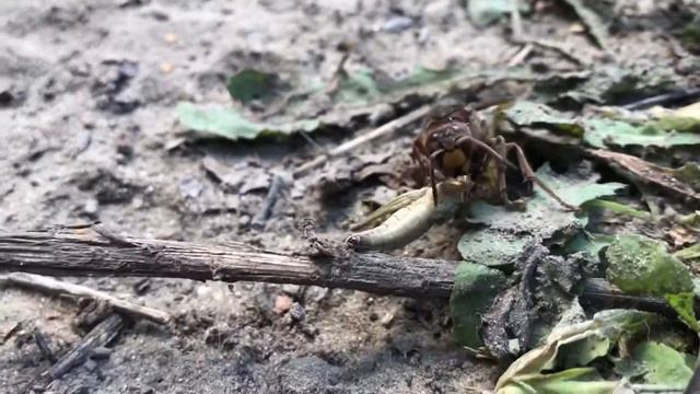 Одно из Самых Опасных Насекомых - Шершень за Несколько Секунд Расправляется с Саранчой смотреть онлайн