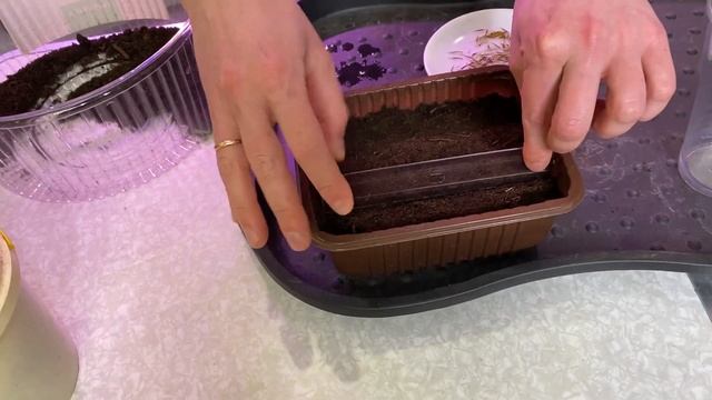 Как посеять бархатцы. Бархатцы из семян. смотреть онлайн