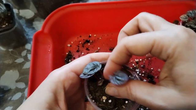 Малышки пеперомии. смотреть онлайн