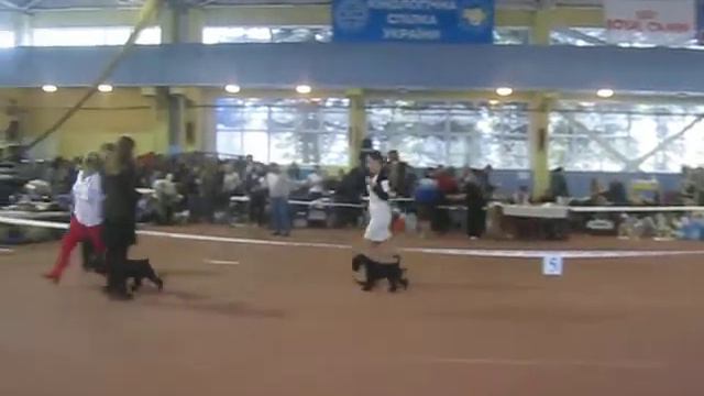 цвергшнауцер черный - кобели CACIB смотреть онлайн